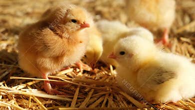 Close-up group of fluffy small yellow chicks Gallus day old poultry new born in a farm rearing straw bedding