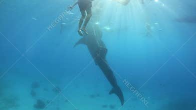 Whale shark and swimming tourists underwater