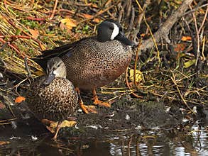 Pair of resting blue-wing teal