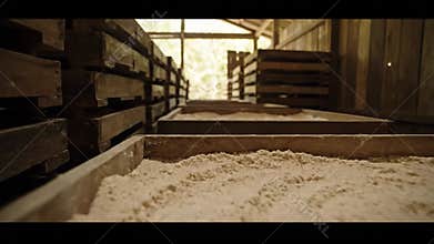 Cassava Flour Drying Process in a Wooden Structure with Natural Light Agriculture Food Production Process Industrial