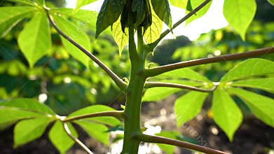 Macro View of Cassava Plant with Green Leaves and Brown Stem Structure in Natural Light Close Up Photography Background