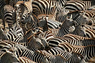 Zebra (Kenya)