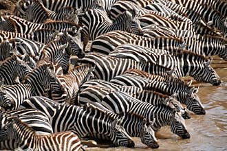 Zebra (Kenya)