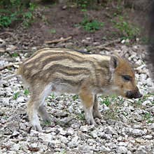 Full body portrait of wild boar piglet standing on stony ground
