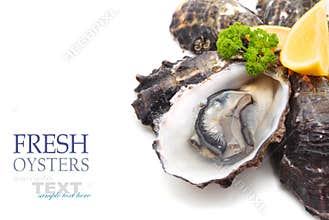 Oysters