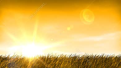 Sunset, Wheat Grass Field & Sky