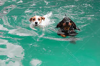 Two cute funny dogs swimming