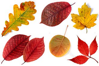 Allsorts of autumn leaves on a white background 3