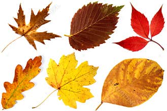 Allsorts of autumn leaves on a white background 2