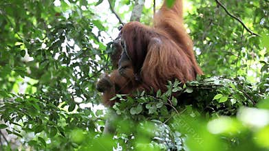 Male orangutan resting in forest tree nest