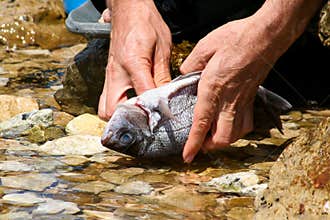 Fish processing