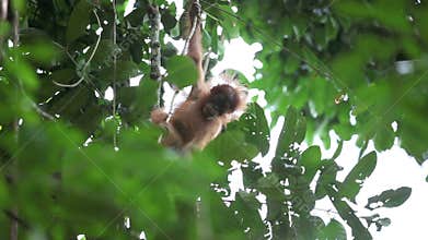 Cute baby orangutan climbing in tree