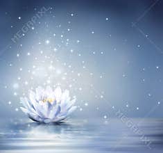 Waterlily light blue on water
