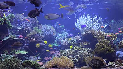 Aquarium, Fish Tank, Marine Animals