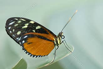 Beautiful butterfly