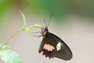 Beautiful butterfly