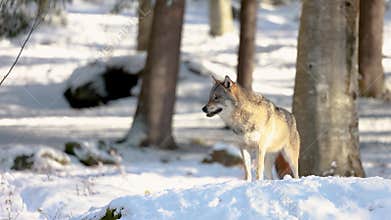 Grey Wolf walking in Snowy Bavarian Forest, Winter Scene in Bavarian Forest National Park
