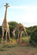 Pair of Giraffes - Bowing 2
