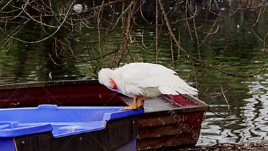 A Muscovy duck (Cairina moschata) preening on the lakeshore