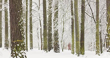 Russia, St. Petersburg, 15 January 2025: People are walking in magical forest, the trees are covered with snow, it is