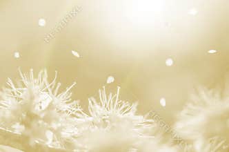 White spring flowers and petals on orange background abstract