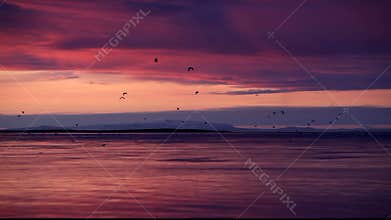 Birds on the flight at sunset