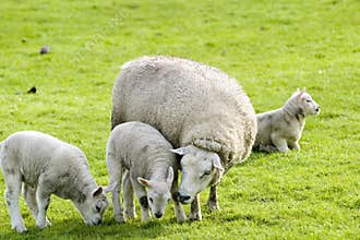 Sheep
