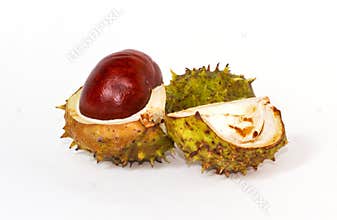 Chesnut burr split open
