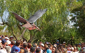 Birds Show at Zoo