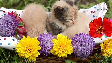 Three kittens in basket