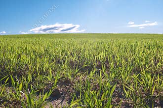 Bright green grass grows on a field under a blue sky with clouds during daylight in an open rural area