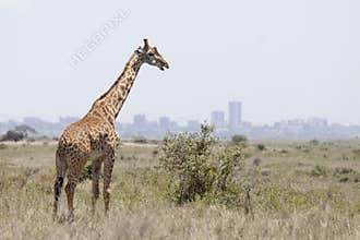 Giraffe with Nairobi in background