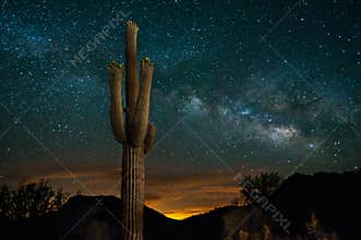 Saguaro Cactus and Milky Way