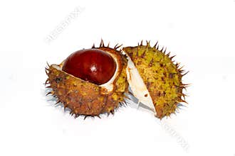 Chesnut burr split open