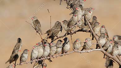 Red-billed Queleas