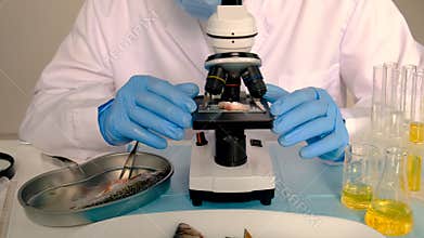 Examine a tick in a lab. Selective focus.