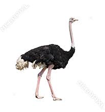 Ostrich full length isolated
