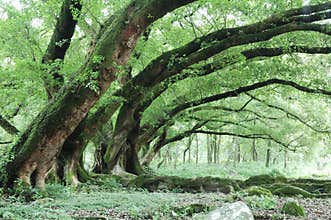 Banyan trees