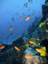 Tropical coral reef fish