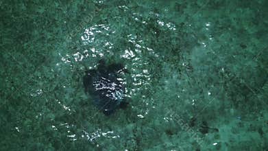 Sea turtle swimming clear blue ocean water marine life Perfect aerial view drone