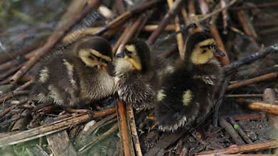 Three cute mallard ducklings (Anas platyrhynchos) huddling together and preening on reeds by pond