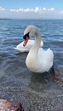 White swans swimming in blue water - couple preening feathers