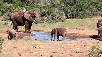 Elephants splashing at a water hole