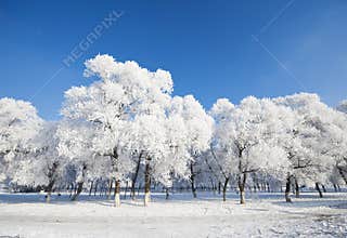 Rime
