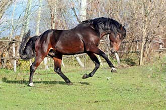 Ukrainian horse breed horses