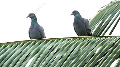 Two pigeon birds preening on sunset time 4K stock video