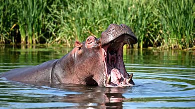Hippo Relaxing in Calm Water on a Sunny Afternoon in Africa