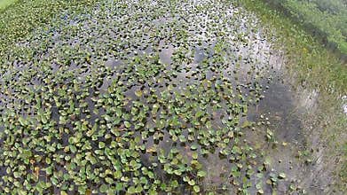 Aerial view of Everglades swamp