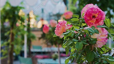 Pink climbing roses in pots at an o
