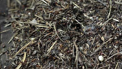 Life of an anthill close-up.